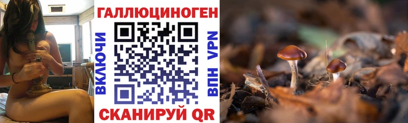 Купить закладки  Вязьма  Галлюциногенные грибы GOLDEN TEACHER 